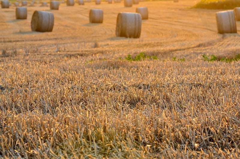 Dream Harvest